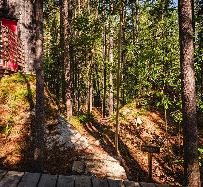 Forest Trail Leading to Red Cabin