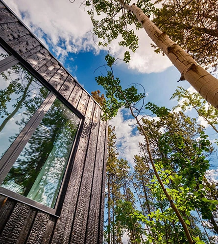 Wood Clad Cabin Surrounded by Spruce