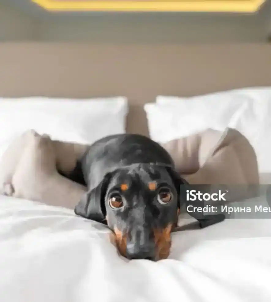 pet-friendly-rooms