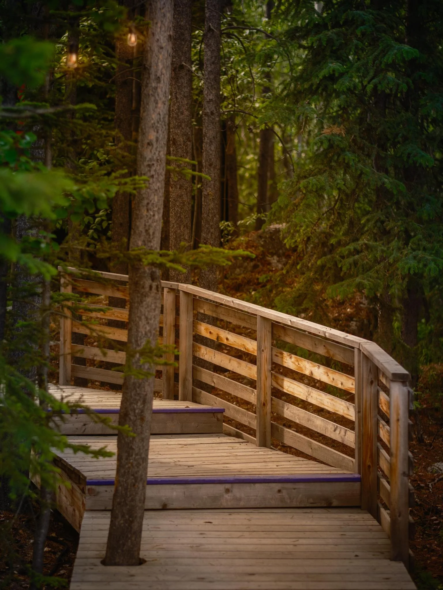 Forest Boardwalk Around Spruce Tree