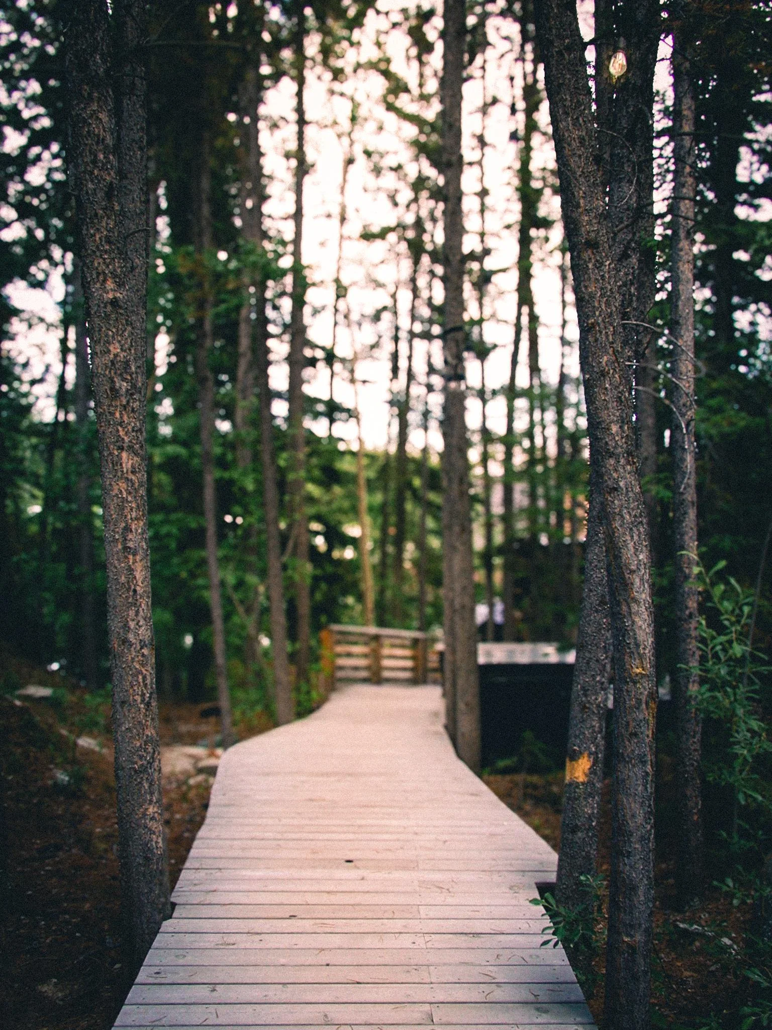 Forest Boardwalk Surrounded by Trees