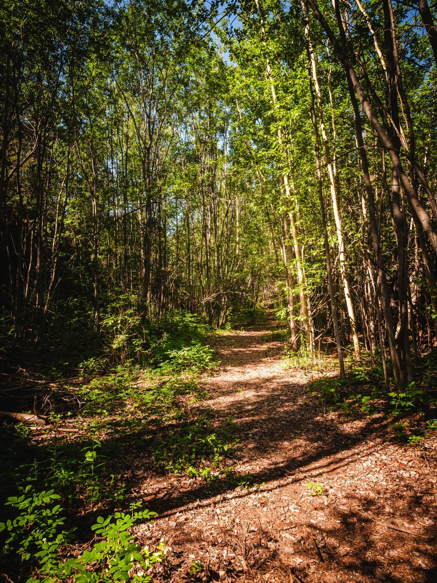 Forest Hiking Trail at Black Spruce