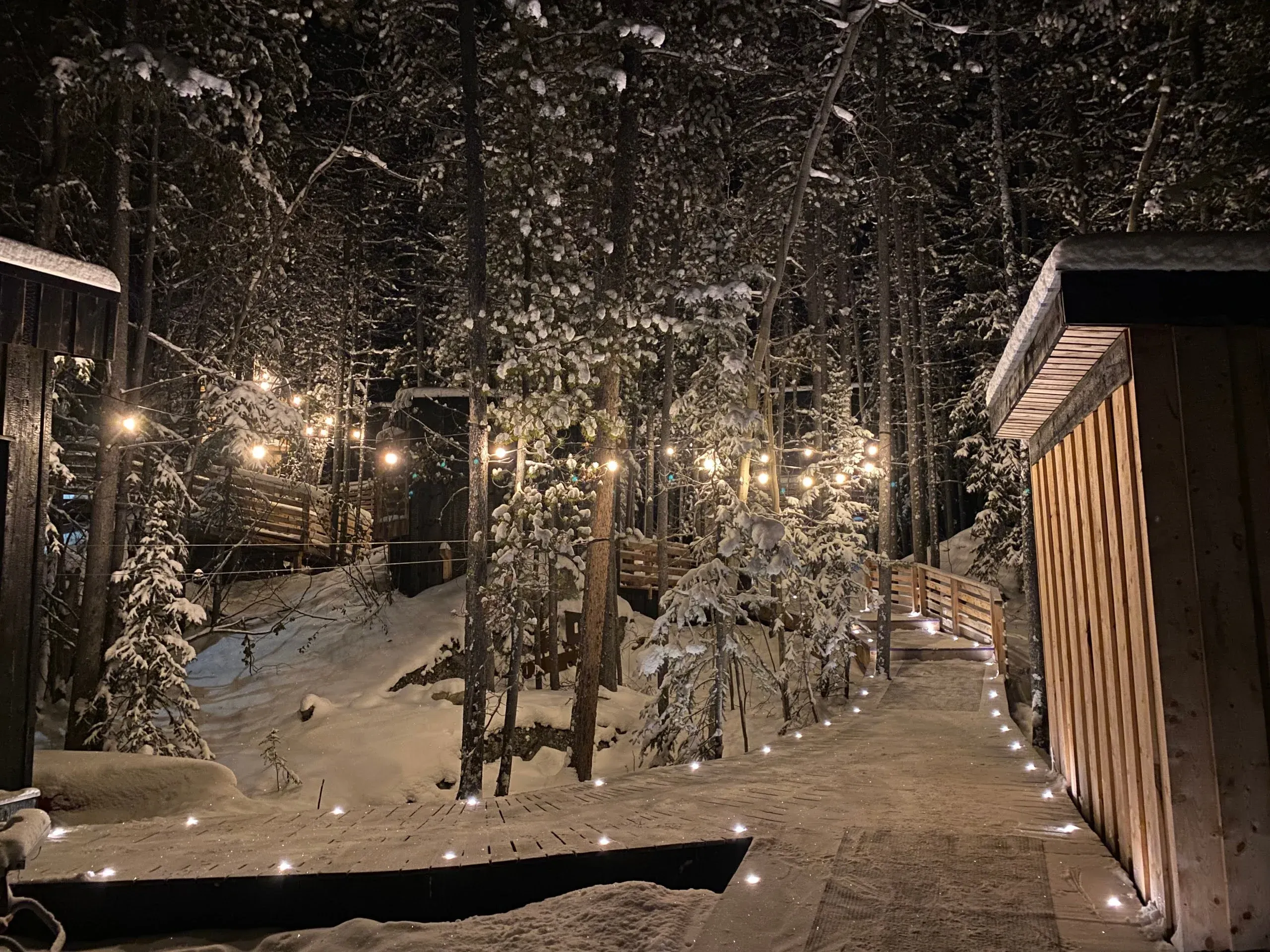 Illuminated Forest Boardwalk on a Winter Night