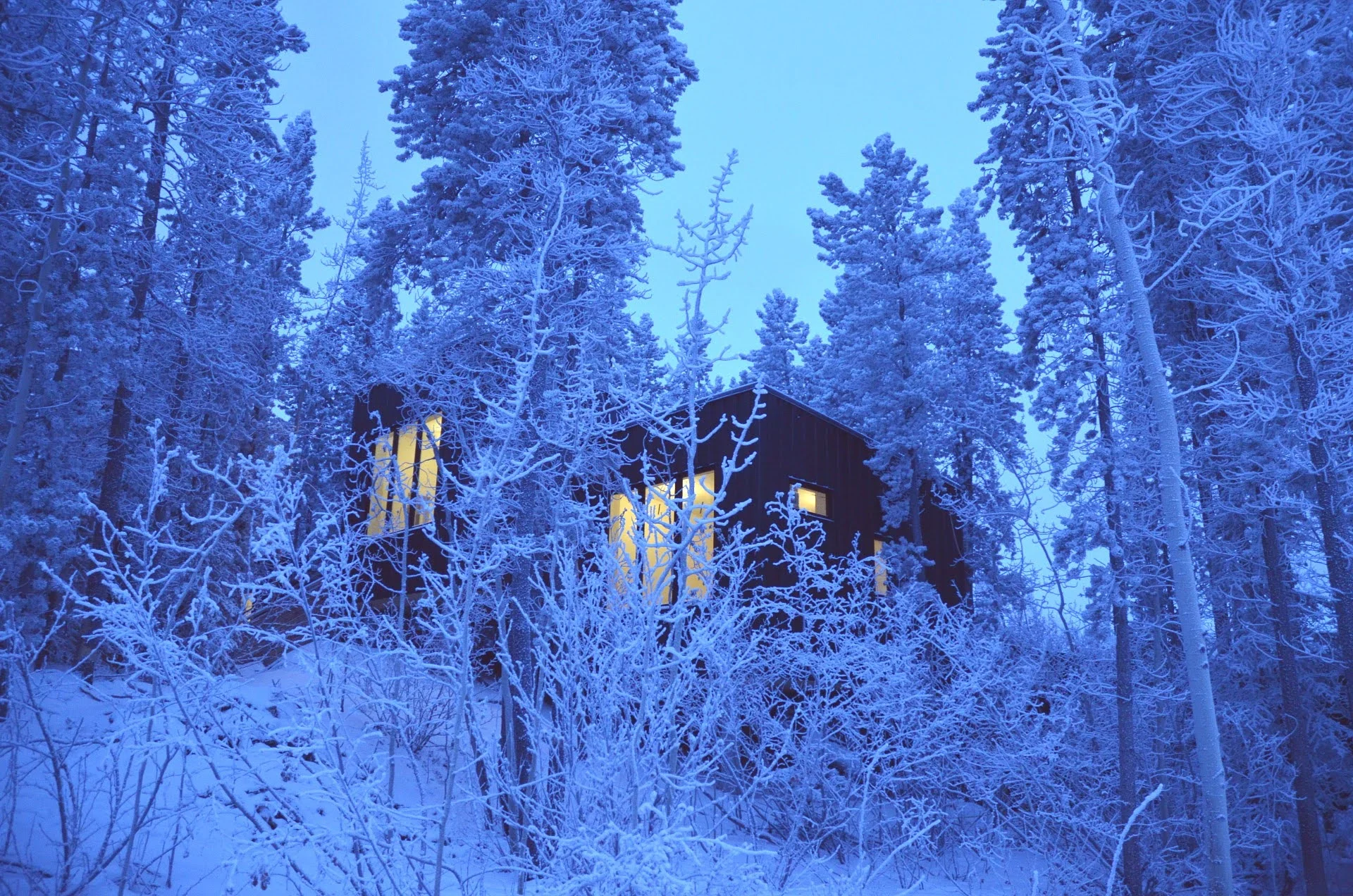 Snow-Covered Forest Stay