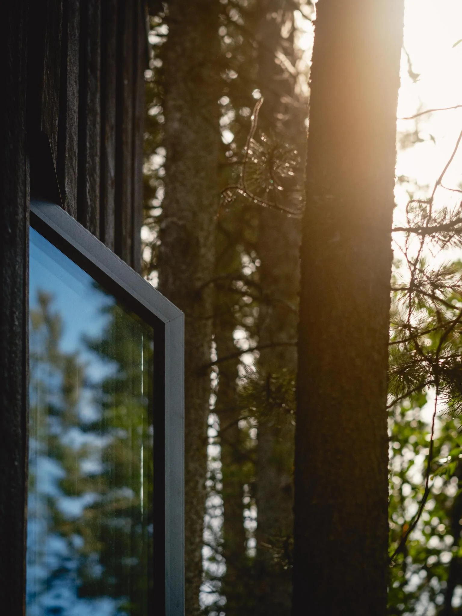Sunlit Cabin Among the Spruce Trees