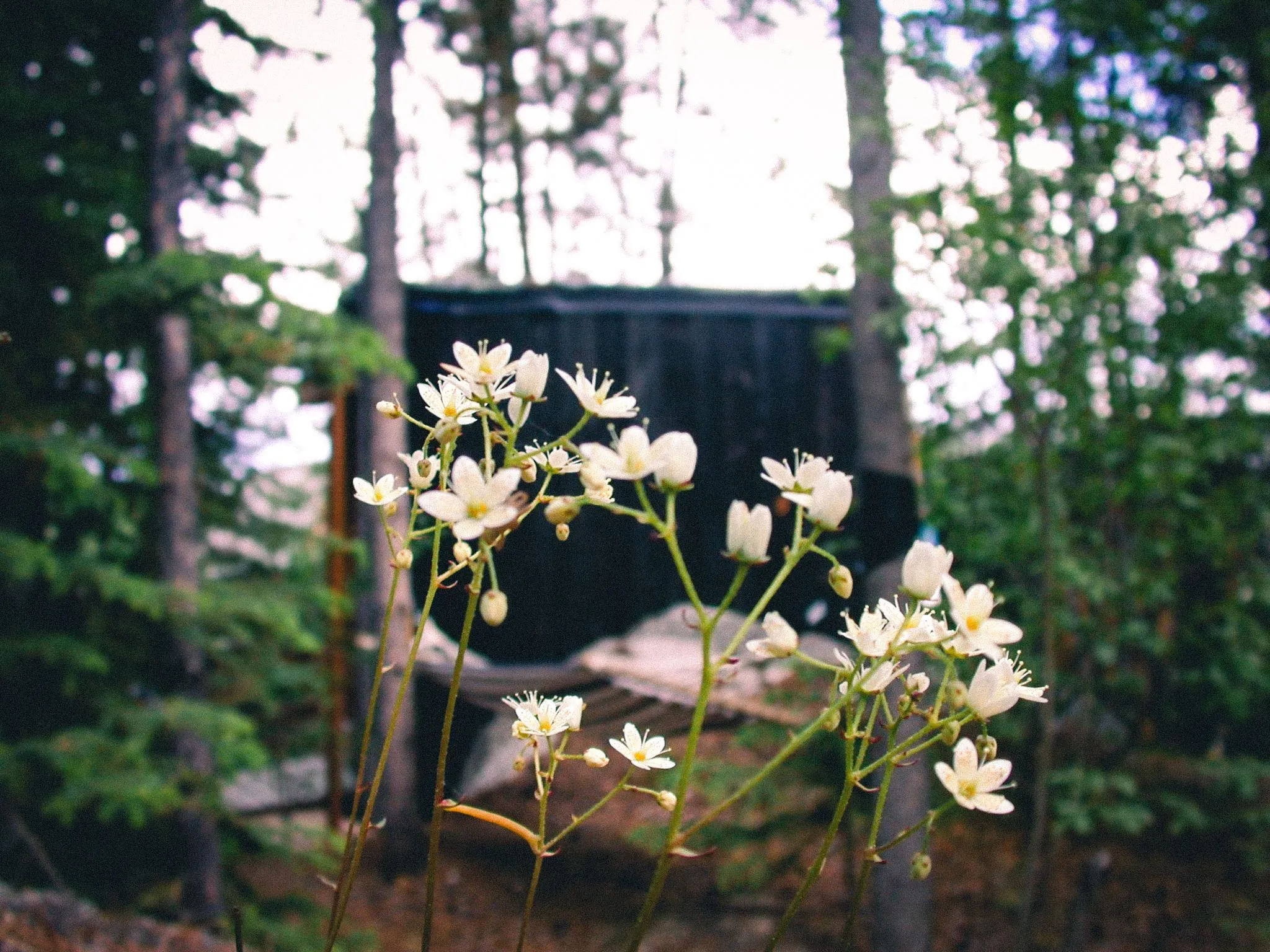 Wildflowers with Cabin in the Forest