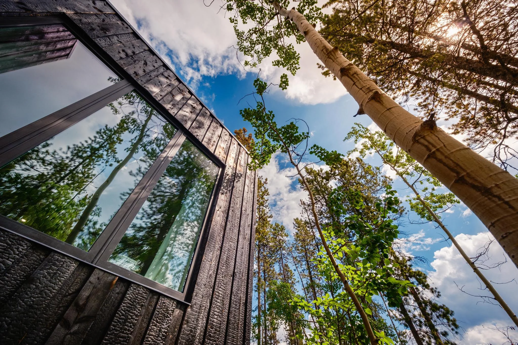 Wood Clad Cabin Surrounded by Spruce