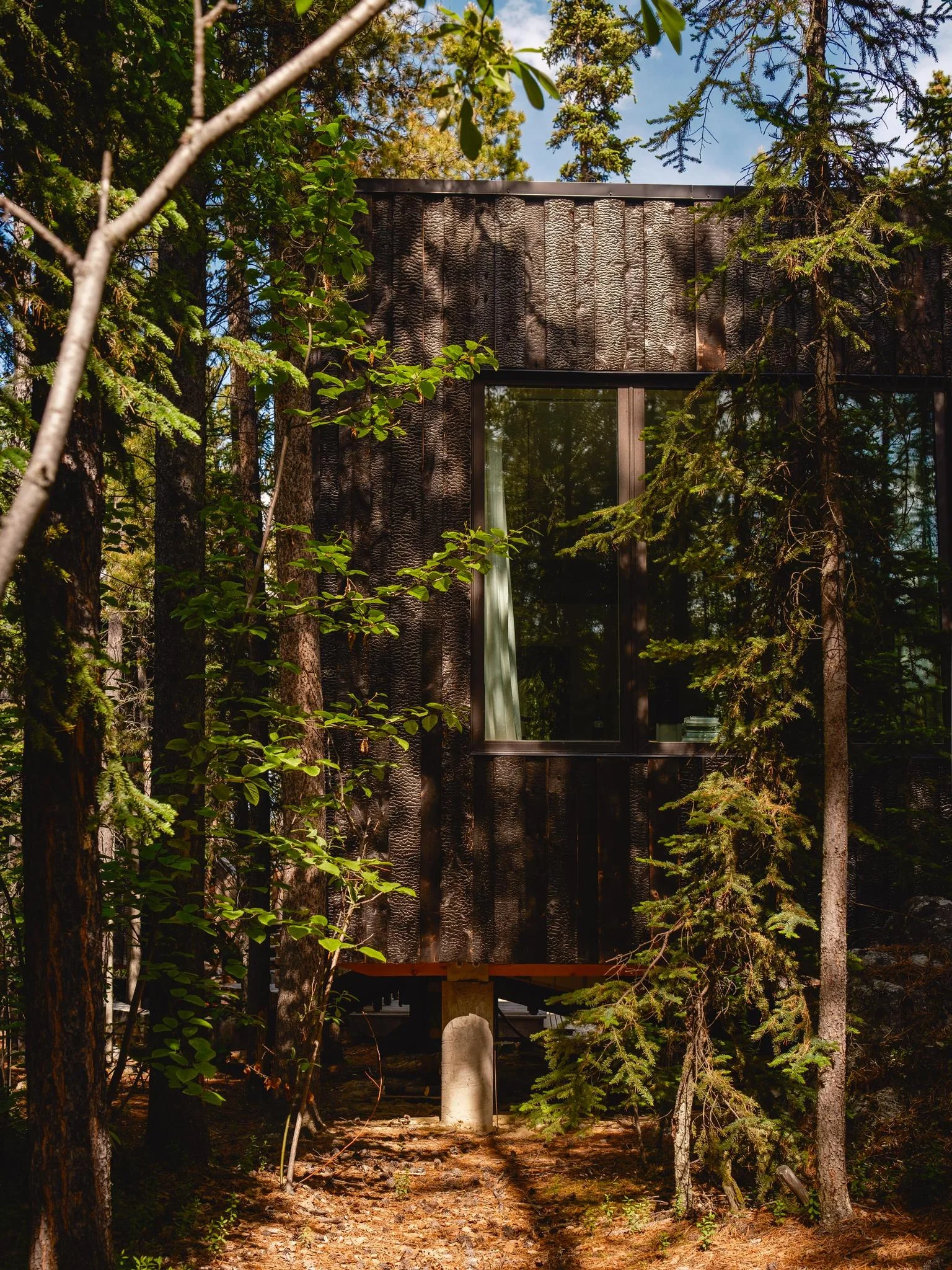 Yukon Black Spruce Extra-8