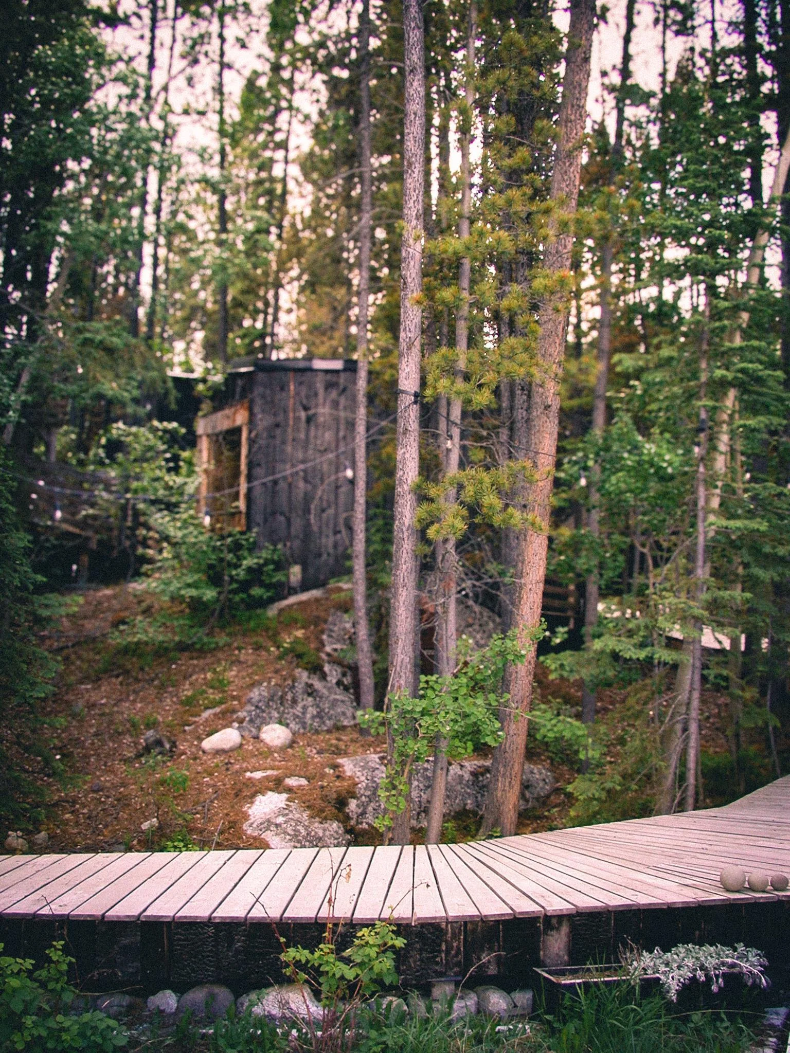 Forest Boardwalk Leading to Sauna