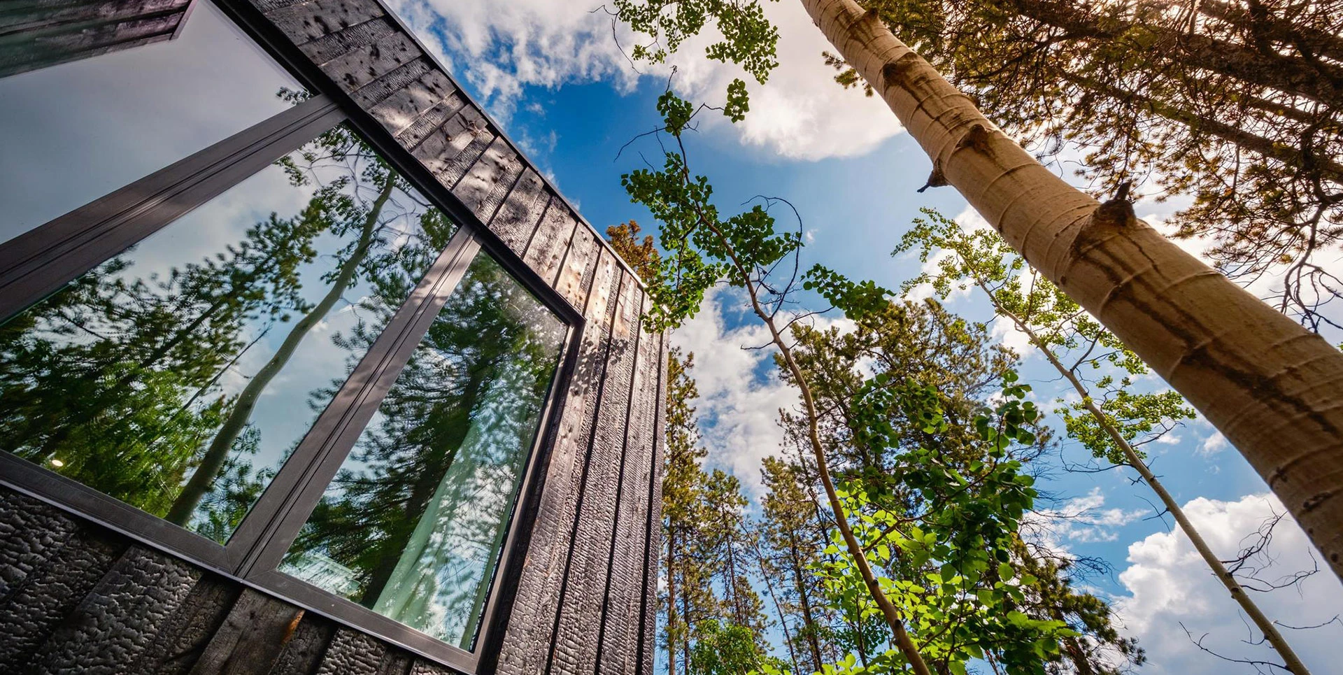Wood Clad Cabin Surrounded by Spruce
